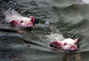 swimming pigs.jpeg